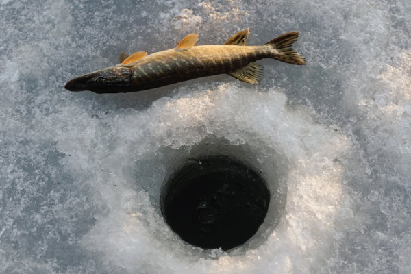 A Fish Catch During Ice Fishing