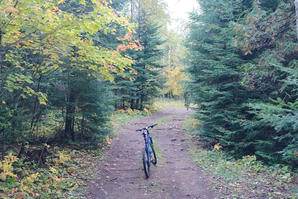 Bike in the Woods