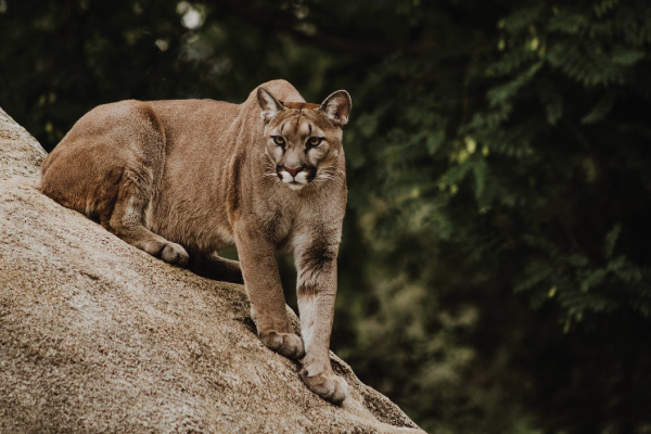 mountain lion