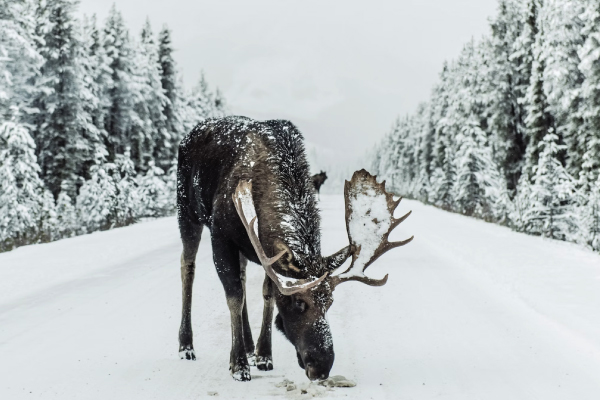 Winter Moose