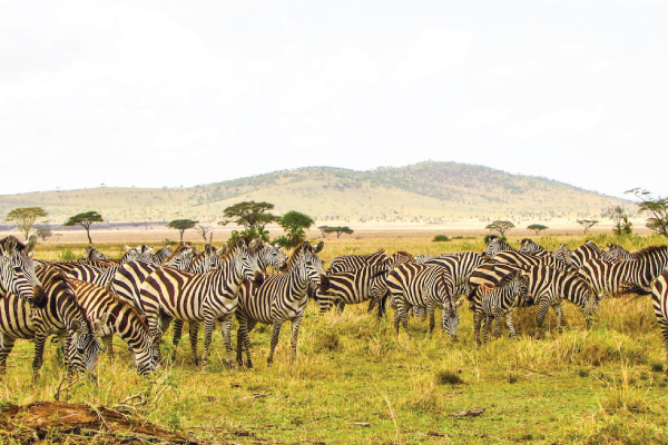 Serengeti National Park