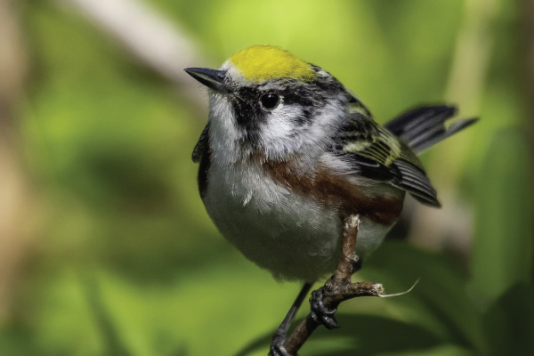 Point Pelee National Park Bird