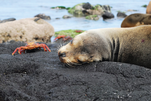 Galápagos Islands Seal